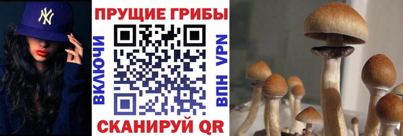 Галлюциногенные грибы прущие грибы  где продают   Хасавюрт 